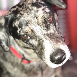 Meet your Posher, Maggie